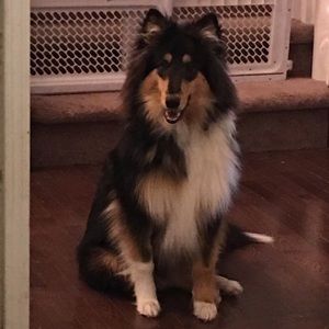 Meet your Posher, James